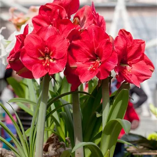 Pflanzzeit für Amaryllis