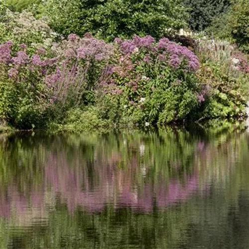 Natürliche Algenbekämpfung im Teich