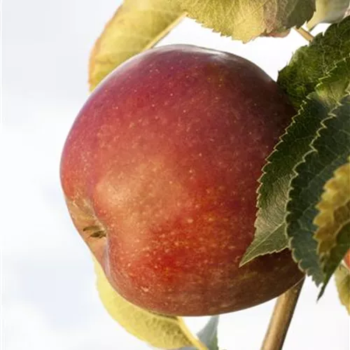 Sommerschnitt für Obstbäume 