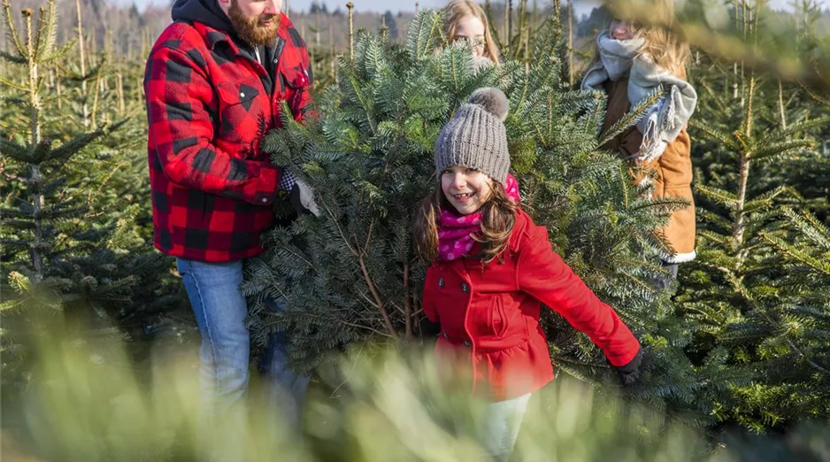 Weihnachtsbaum mit der Familie aussuchen